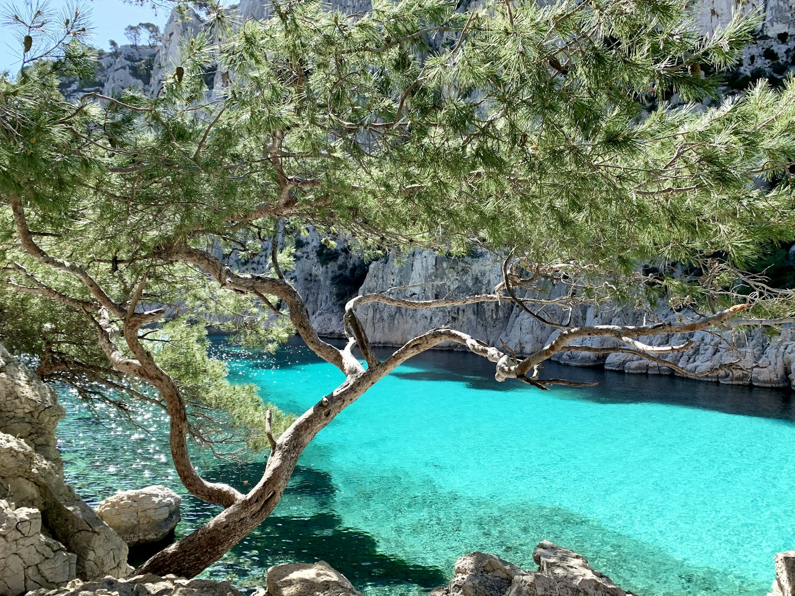 Πράσινα δέντρα δίπλα σε γαλάζιο κόλπο στο φως της ημέρας